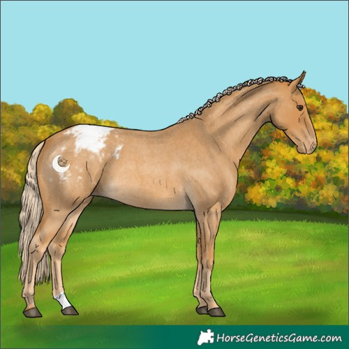 Horse Color:Palomino Roan Appaloosa 