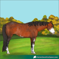 Horse Color:Brown Sabino Rabicano