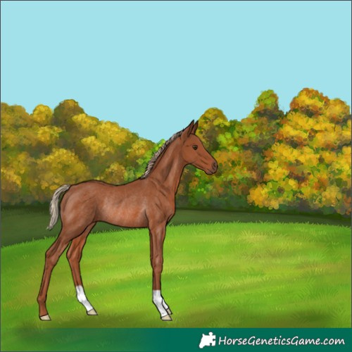 Horse Color:Chestnut Rabicano 
