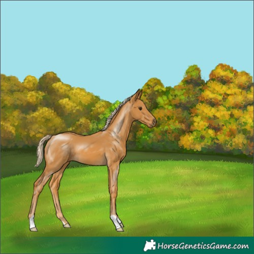 Horse Color:Palomino 