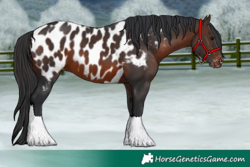 Horse Color:Brown Tobiano Near Leopard