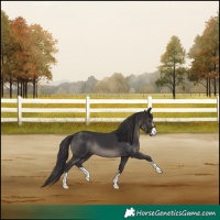 Horse Color:Smoky Black 