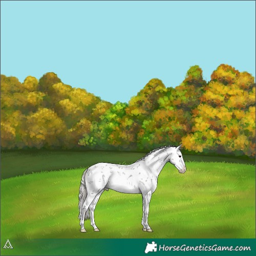 Horse Color:Silver Black Sabino Splash Varnish 
