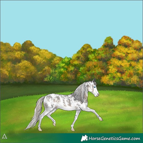 Horse Color:Silver Smoky Black Sabino Splash Appaloosa 