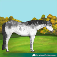 Horse Color:White Spotted Blue Roan Rabicano  and White Spotted Blue Roan Frame Rabicano 