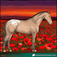 Horse Color:Amber Champagne Appaloosa 