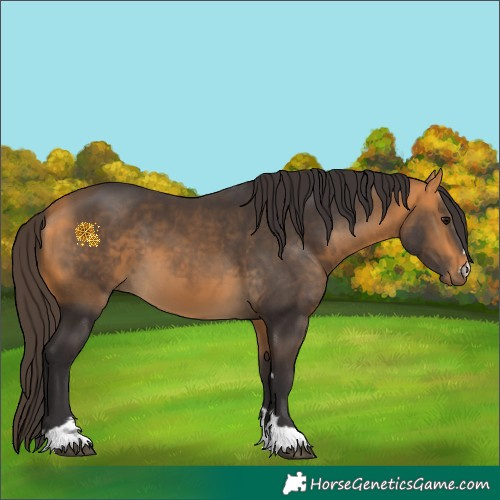 Horse Color:Buckskin 
