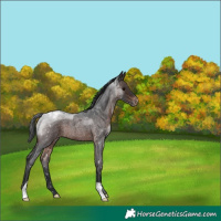Horse Color:Brown Roan Snowflake Varnish
