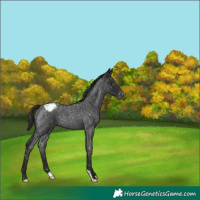 Horse Color:Liver Red Roan Appaloosa 