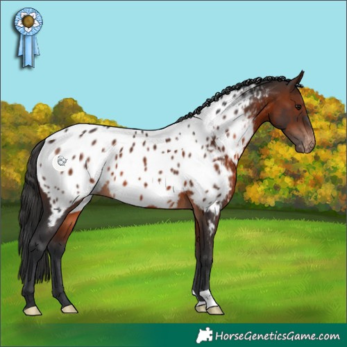 Horse Color:Brown Appaloosa