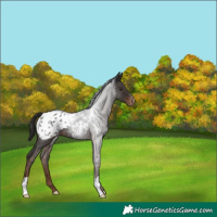 Horse Color:Liver Red Roan Appaloosa 
