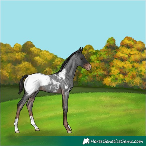 Horse Color:Liver Red Roan Appaloosa 