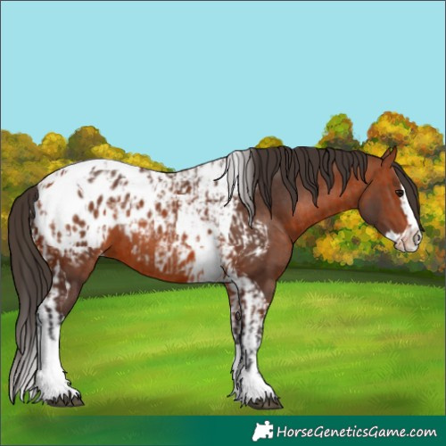 Horse Color:Bay Splash Tobiano Appaloosa  and Bay Splash Tobiano Appaloosa 
