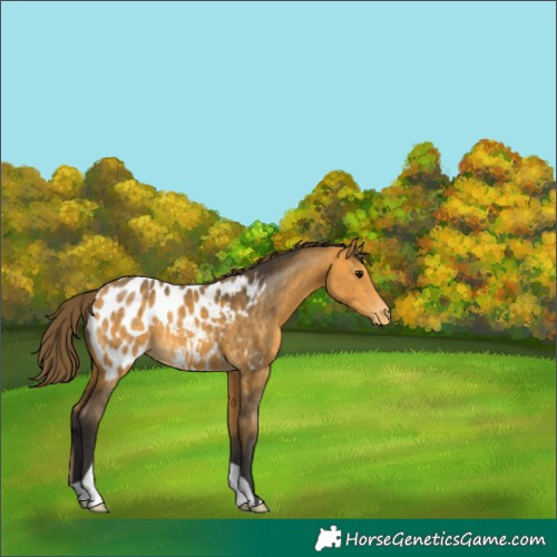 Horse Color:Buckskin Blanket 