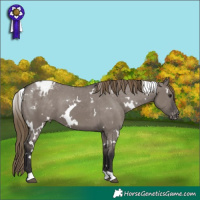 Horse Color:White Spotted Smoky Grullo Varnish 