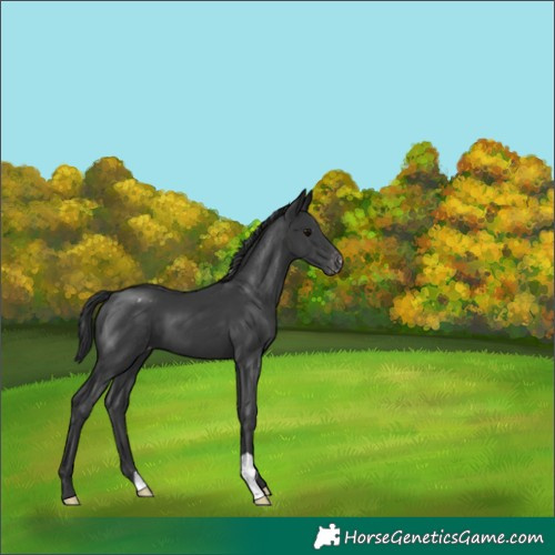 Horse Color:Black Appaloosa 