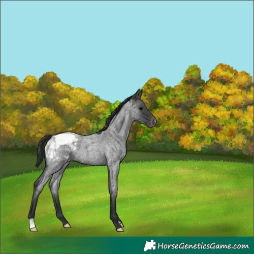 Horse Color:Blue Roan Appaloosa 