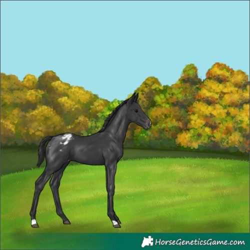 Horse Color:Black Appaloosa 