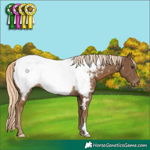 Horse Color:Chocolate Palomino Appaloosa 