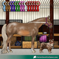 Horse Color:Chocolate Palomino 