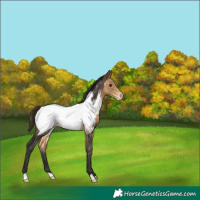 Horse Color:Buckskin Appaloosa