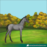 Horse Color:Blue Roan Appaloosa