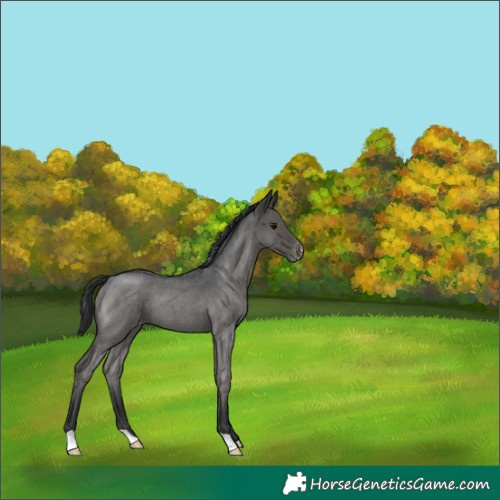 Horse Color:Blue Roan Appaloosa