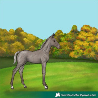 Horse Color:Silver Blue Roan Appaloosa