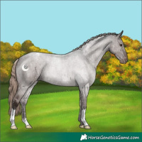 Horse Color:Liver Red Roan Snowcap 