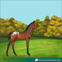Horse Color:Brown Appaloosa