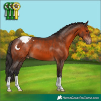 Horse Color:Brown Appaloosa
