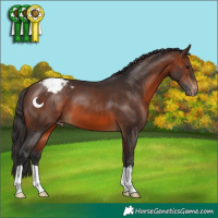 Horse Color:Brown Appaloosa 