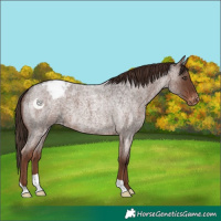 Horse Color:Liver Red Roan Varnish