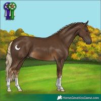 Horse Color:Chocolate Palomino 
