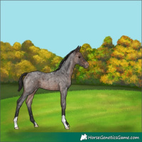 Horse Color:Brown Roan Snowflake Varnish