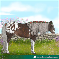 Horse Color:Silver Brown Tobiano Appaloosa 