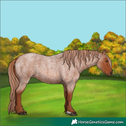 Horse Color:Red Roan
