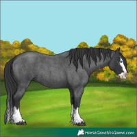 Horse Color:Blue Roan Splash 
