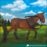 Horse Color:Bay 