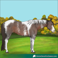 Horse Color:Liver Chestnut Sabino Tobiano 