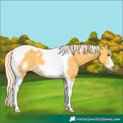 Horse Color:Palomino Tobiano Frame 