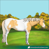 Horse Color:Palomino Tobiano Frame
