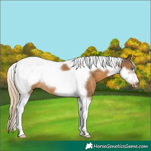 Horse Color:Chocolate Palomino Tobiano Frame 