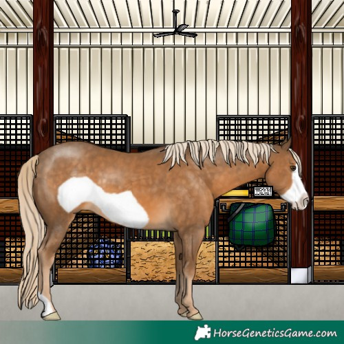 Horse Color:Chocolate Palomino Frame 