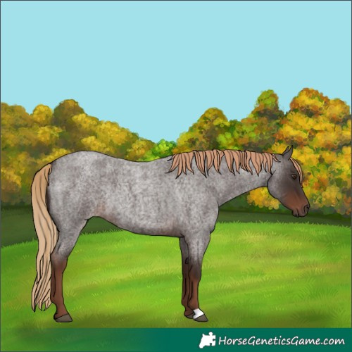 Horse Color:Liver Red Roan Rabicano 