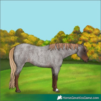 Horse Color:Liver Red Roan Rabicano 