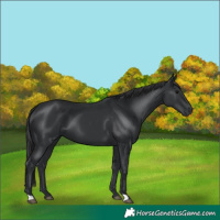 Horse Color:Black  and Black 