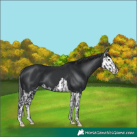 Horse Color:Black and Black Splash