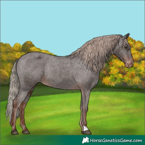 Horse Color:Liver Chestnut Appaloosa Rabicano 