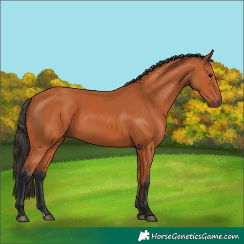 Horse Color:Unknown 